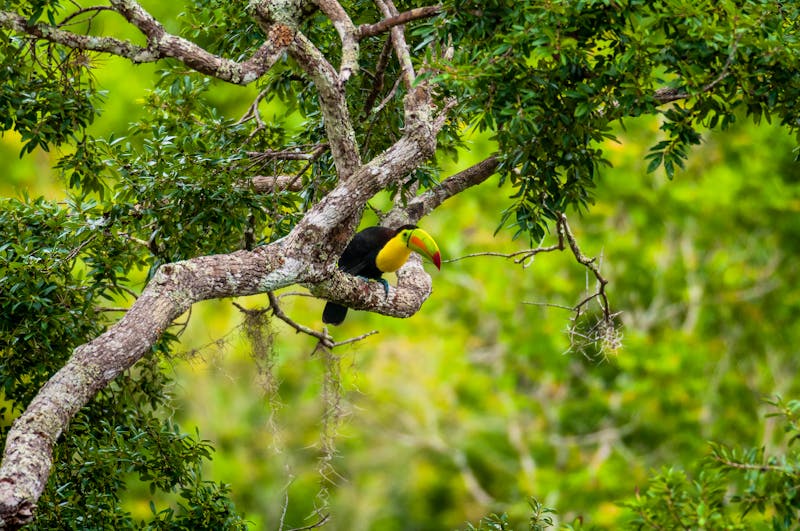 Tukan im Dschungel von Calakmul in Mexiko - ©Iván Gabaldón - stock.adobe.com