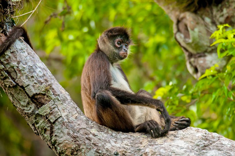 Affe im Dschungel von Calakmul in Mexiko - ©Iván Gabaldón - stock.adobe.co