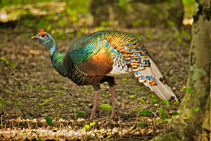 Im Dschungel von Calakmul in Mexiko - ©Iván Gabaldón - stock.adobe.co