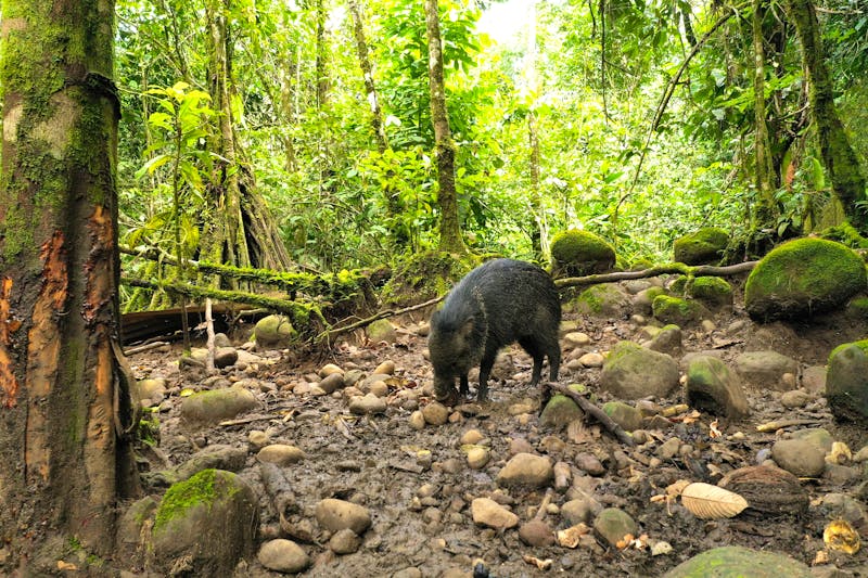 Pecari im Dschungel von Calakmul in Mexiko - ©pangamedia - stock.adobe.com