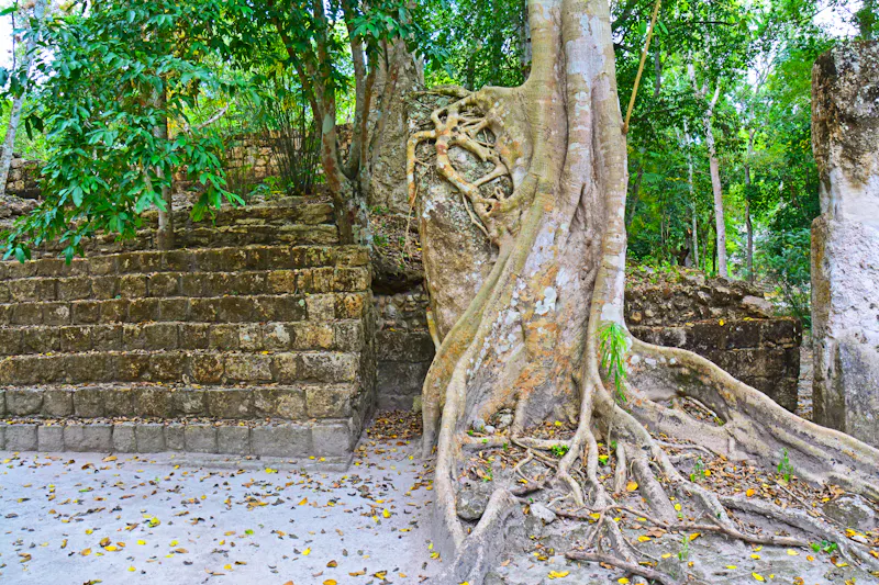 Maya-Ruinen im Dschungel von Calakmul in Mexiko - &copy;Marc - stock.adobe.com