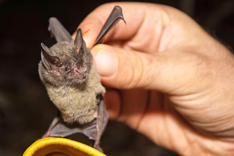 Fledermaus im Dschungel von Calakmul in Mexiko - ©Michael B. Kowalski - stock.adobe.com