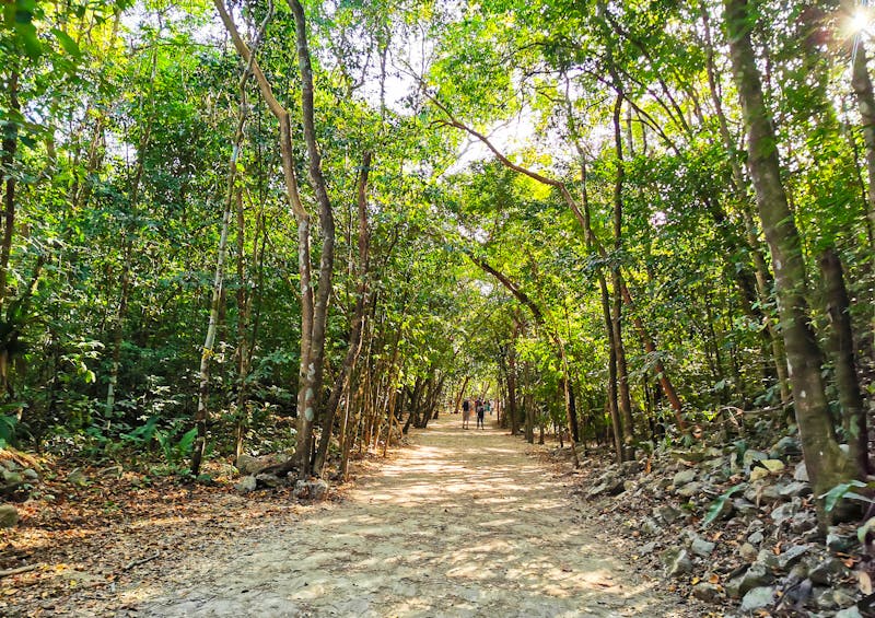 Dschungel nahe der Maya-Stätte Coba auf der Halbinsel Yucatan - ©Alex - stock.adobe.com