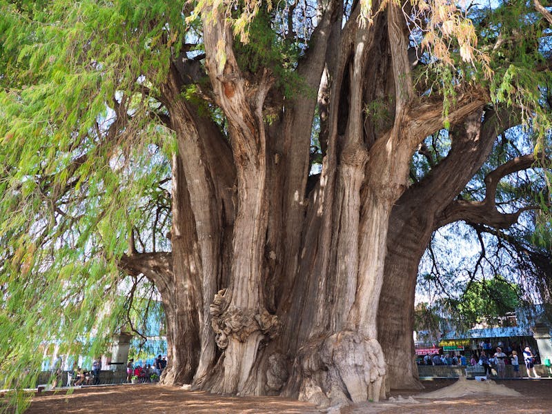 Tula-Baum in Santa Maria del Tule in Mexiko - ©Jakub Korczyk - stock.adobe.com