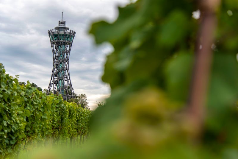 Der Aussichtsturm Vinariums in Lendava - Slowenien - ©precinbe - stock.adobe.com