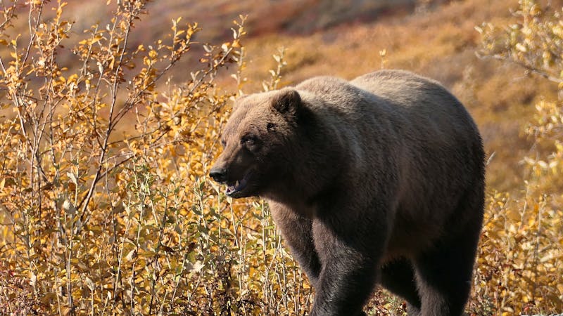 Bär im Denali Nationalpark - ©Leon Prinz - Eberhardt TRAVEL