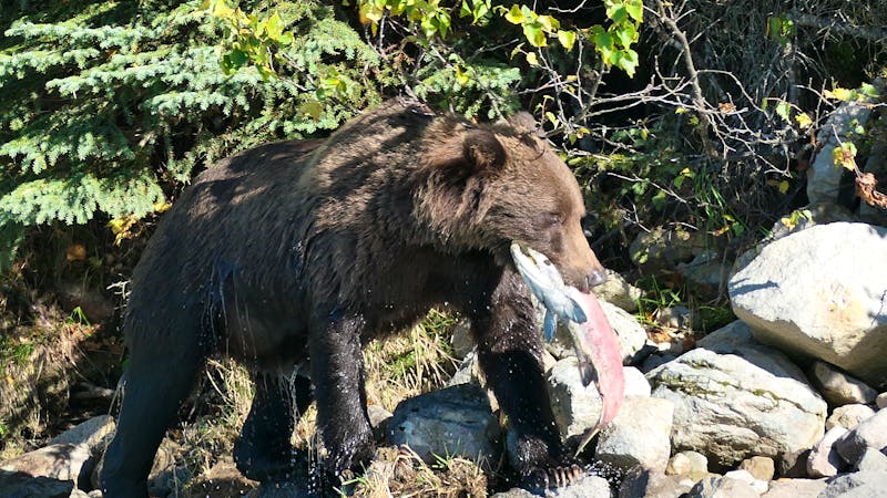 Bärenbeobachtung im Lake Clarke Nationalpark - ©Leon Prinz - Eberhardt TRAVEL