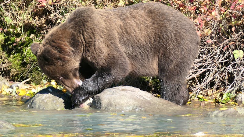 Bärenbeobachtung im Lake Clarke Nationalpark - © Leon Prinz - Eberhardt TRAVEL