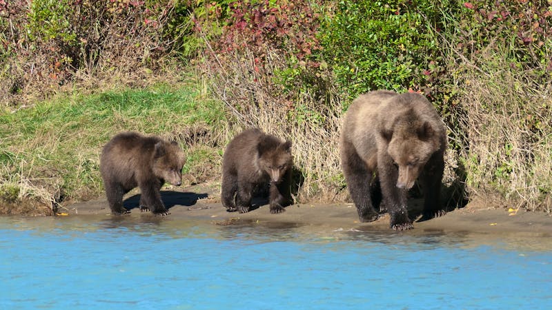 Bärenbeobachtung im Lake Clarke Nationalpark - © Leon Prinz - Eberhardt TRAVEL
