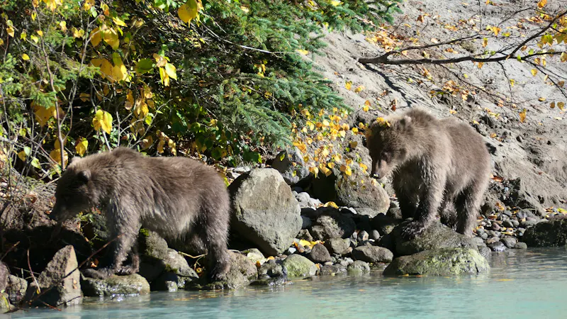 Bärenbeobachtung im Lake Clarke Nationalpark - &copy; Leon Prinz - Eberhardt TRAVEL