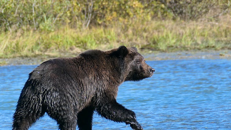 Bärenbeobachtung im Lake Clarke Nationalpark - © Leon Prinz - Eberhardt TRAVEL