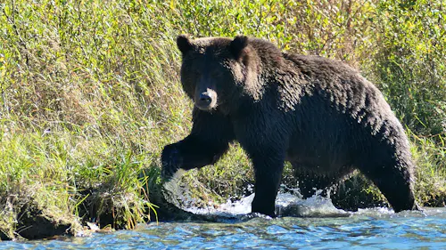 Bärenbeobachtung im Lake Clarke Nationalpark &ndash; &copy;  Leon Prinz - Eberhardt TRAVEL