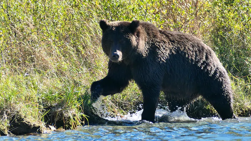 Bärenbeobachtung im Lake Clarke Nationalpark - &copy; Leon Prinz - Eberhardt TRAVEL