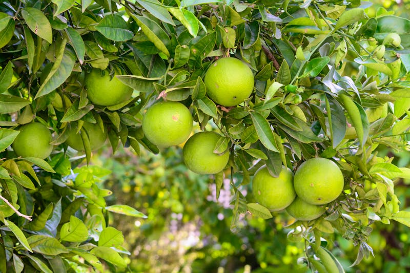 Zitrusfrüchte auf Mallorca - ©artesiawells - stock.adobe.com