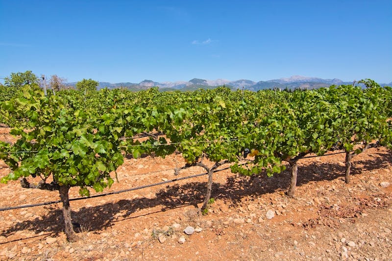Weinanbau auf Mallorca - ©artesiawells - stock.adobe.com