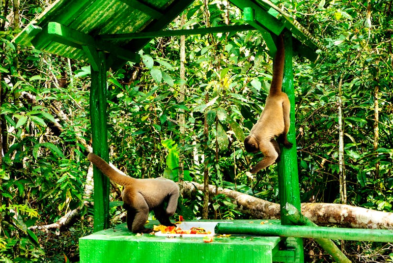 Affenwald in Manaus  - ©Amazon Eco Park Jungle Lodge