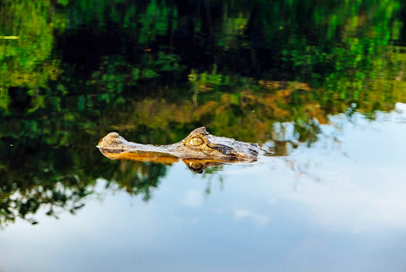 Alligator-Sichtung in Manaus - ©Amazon Eco Park Jungle Lodge