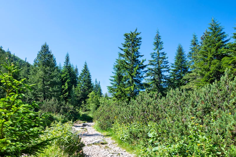 Sommerlandschaft des Rila-Gebirges in der Nähe des Malyovitsa-Gipfels Bulgarien - ©Stoyan Haytov - stock.adobe.com