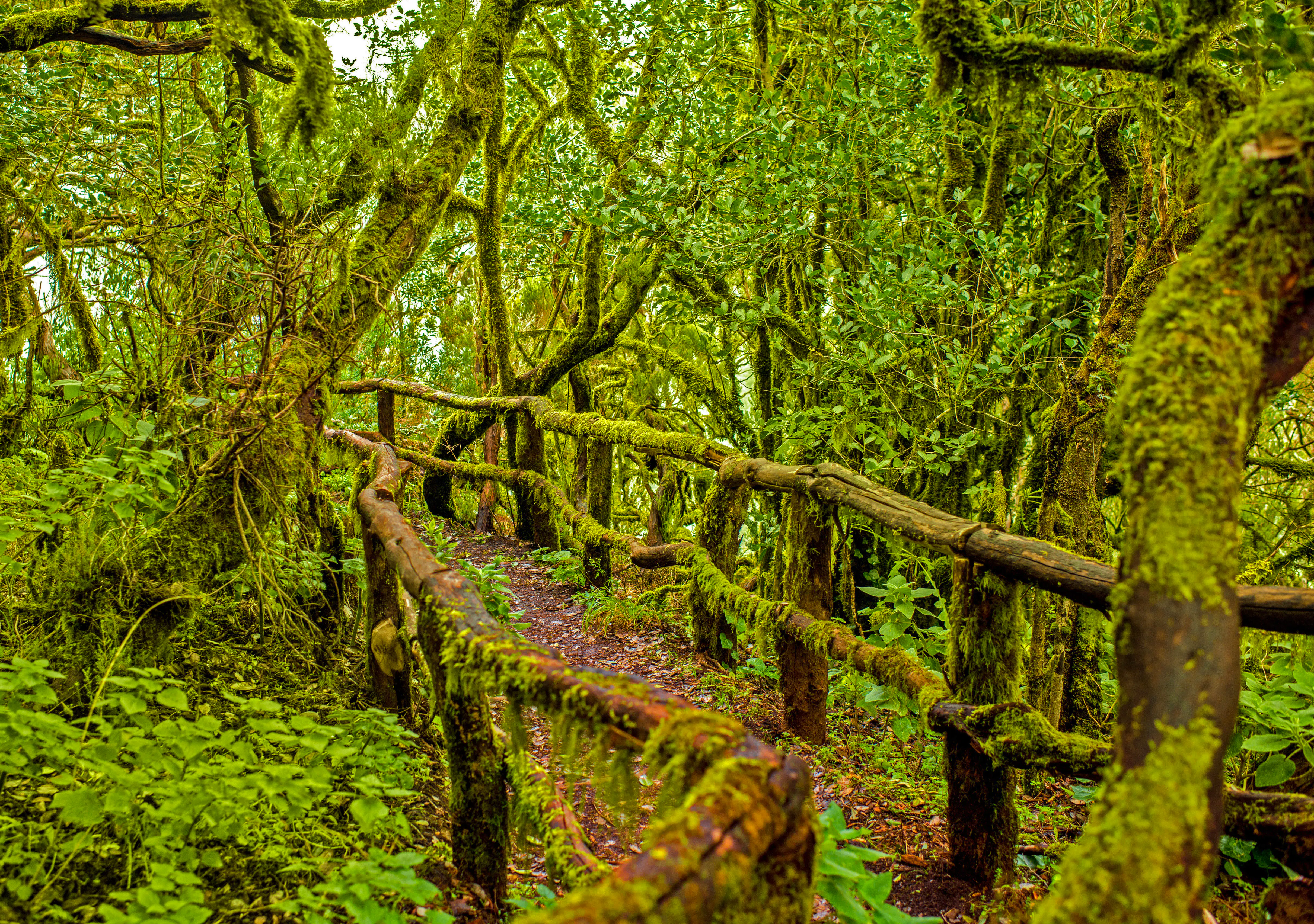 Immergrüner Wald im Garajonay Nationalpark in La Gomera - &copy;rh2010 - stock.adobe.com