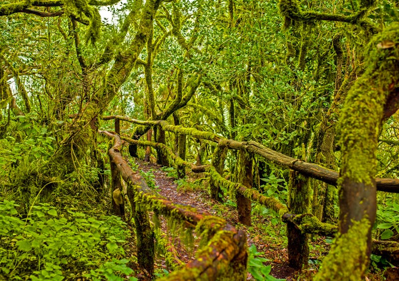 Immergrüner Wald im Garajonay Nationalpark in La Gomera - ©rh2010 - stock.adobe.com