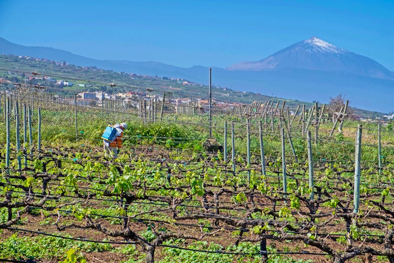 Weinanbau in Tacoronte - ©s-aznar - stock.adobe.com