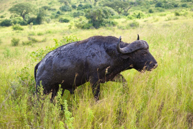 Büffel im Hluhluwe Nationalpark (3) - ©Susanne Schirmann - Eberhardt TRAVEL