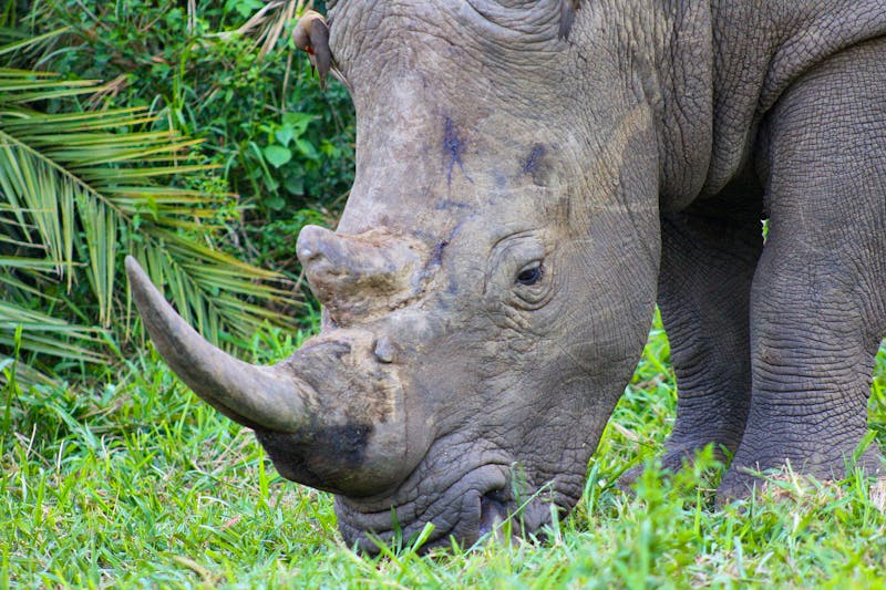 Safari im Hluhluwe Nationalpark - ©Jacob Spangenberg - Eberhardt TRAVEL