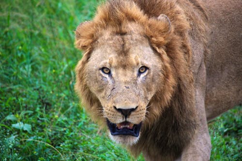 Safari im Hluhluwe-Umfolozi Nationalpark - Löwe &ndash; &copy; Marianne Förster - Eberhardt TRAVEL