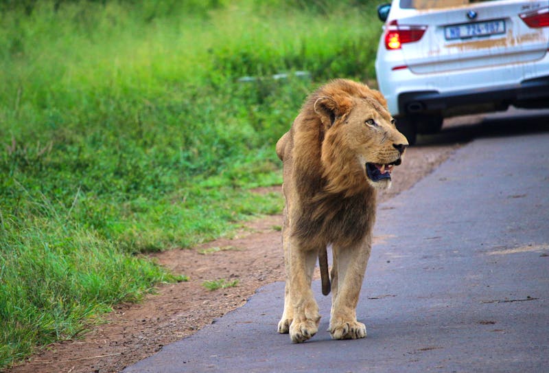 Safari im Hluhluwe-Umfolozi Nationalpark - Löwe - ©Marianne Förster - Eberhardt TRAVEL