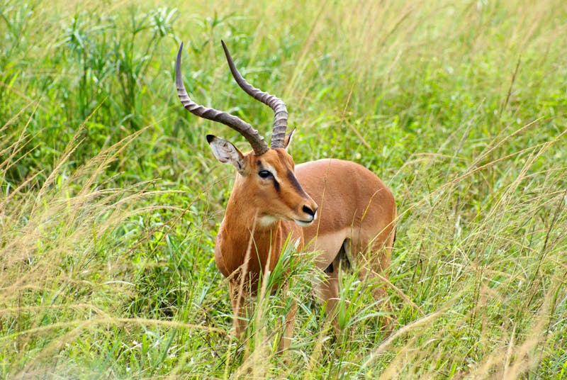 Safari im Hluhluwe Nationalpark - Südafrika - ©Jacob Spangenberg - Eberhardt TRAVEL