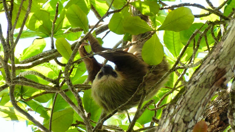 Zweifinger-Faultier im Cahuita-Nationalpark, Costa Rica - ©Franziska Bergmann - Eberhardt TRAVEL