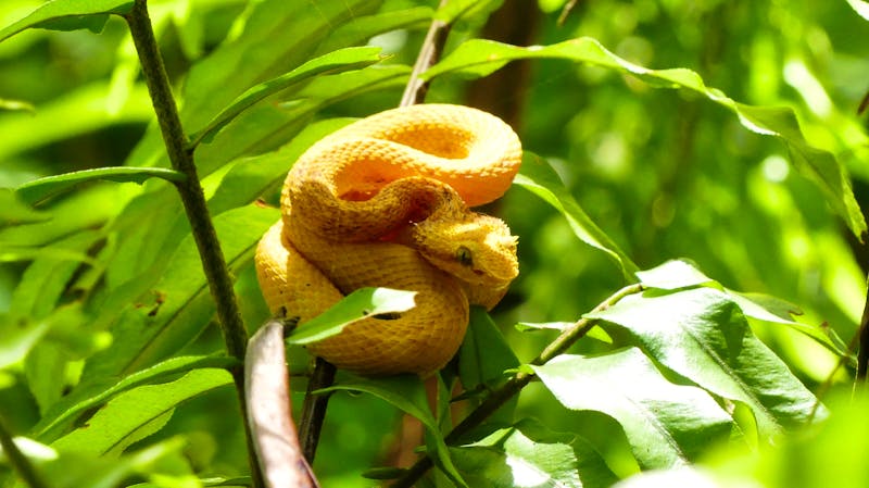 giftige Lanzenotter im Cahuita-Nationalpark, Costa Rica - ©Franziska Bergmann - Eberhardt TRAVEL