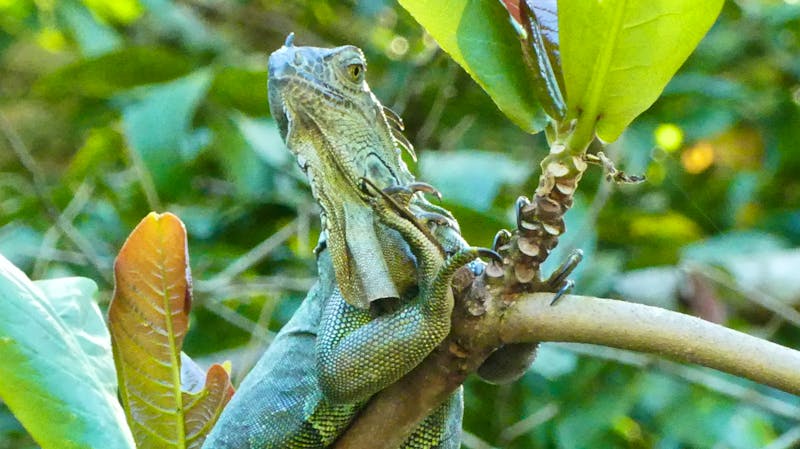 Grüner Leguan in den Kanälen von Tortuguero, Costa Rica - ©Franziska Bergmann - Eberhardt TRAVEL
