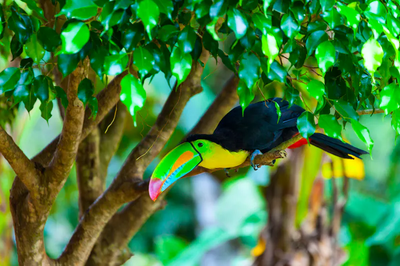 Tukan im Nationalpark in der Provinz Colon - Panama - &copy;JUAN CARLOS MUNOZ - stock.adobe.com