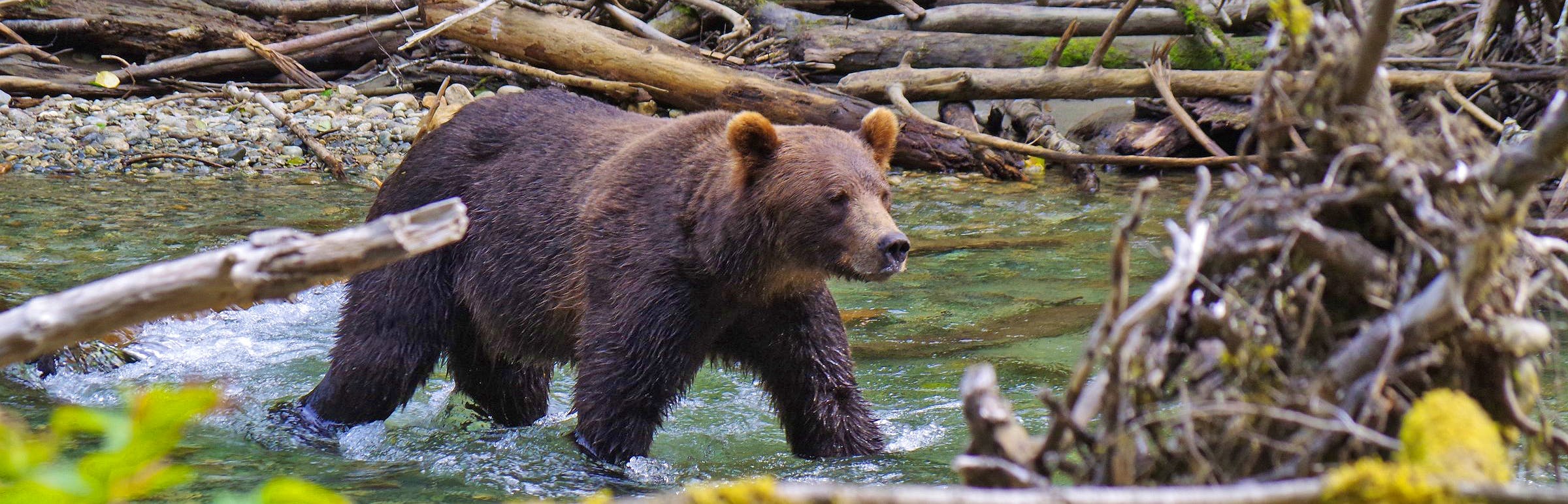 Bärenbeobachtung auf Vancouver Island - &copy;Eberhardt TRAVEL