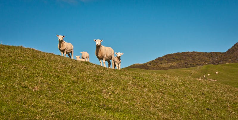 Schafe in der Nähe von Motueka - ©LindaPhotography - stock.adobe.com
