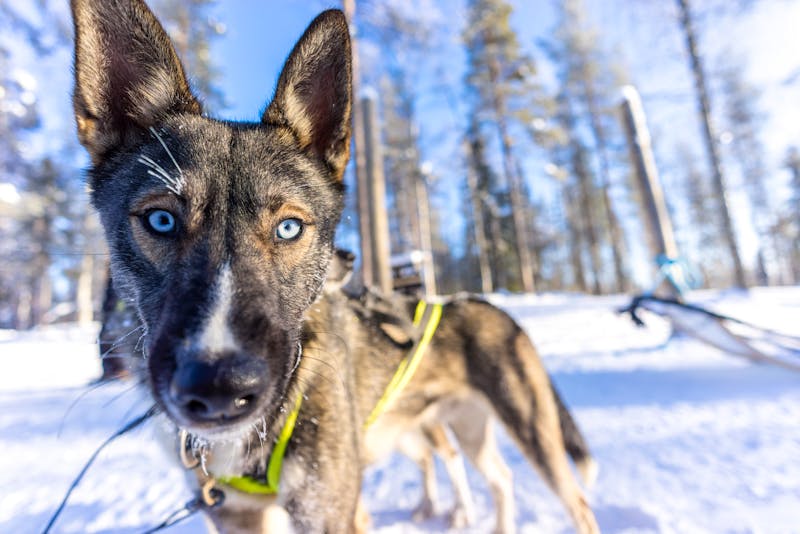 Husky in Lappland - ©adammajor - stock.adobe.com