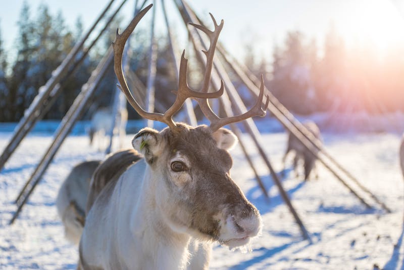 Rentiere in Lappland - ©adammajor - stock.adobe.com