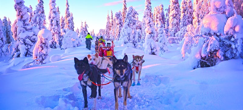 Husky-Tour in Finnland - ©Tanja - stock.adobe.com