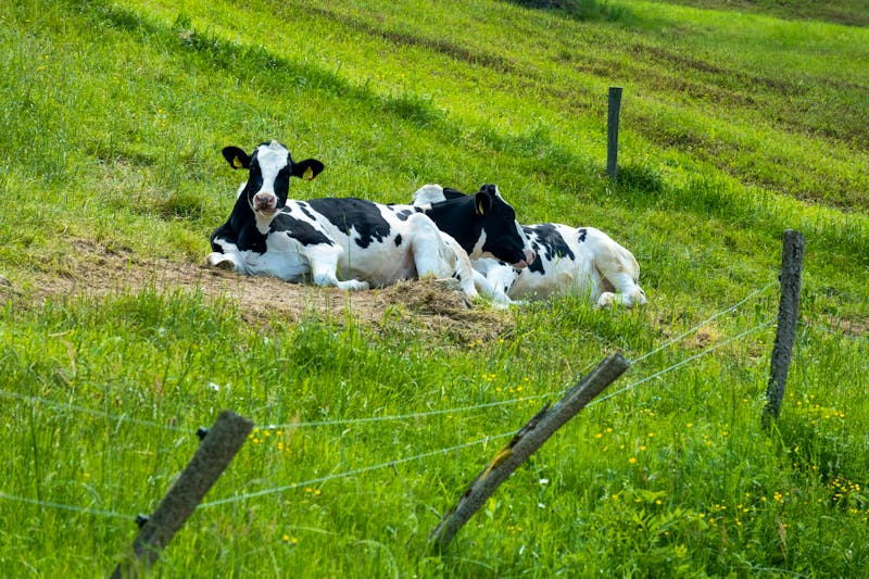 Kühe auf einer Weide bei Celje - ©Miroslav Posavec - stock.adobe.com