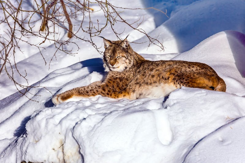 Luchs im Ranua Wildpark in Finnisch-Lappland - ©Kushnirov Avraham - stock.adobe.com