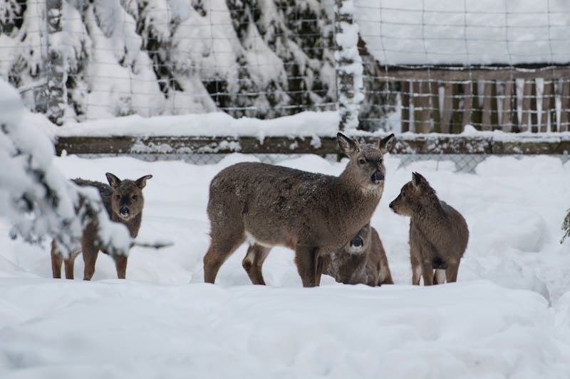 Rehwild im Ranua Wildpark in Finnisch-Lappland - ©ilyaska - stock.adobe.com