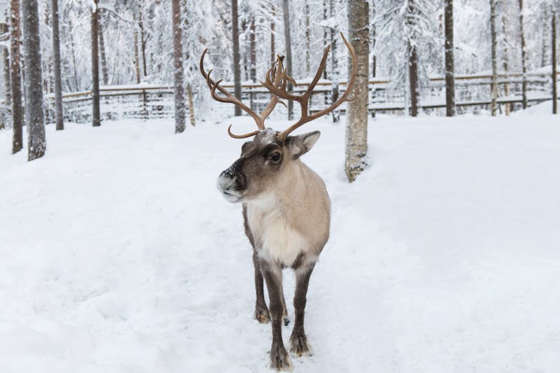 Rentier im Ranua Wildpark in Finnisch-Lappland - ©ilyaska - stock.adobe.com