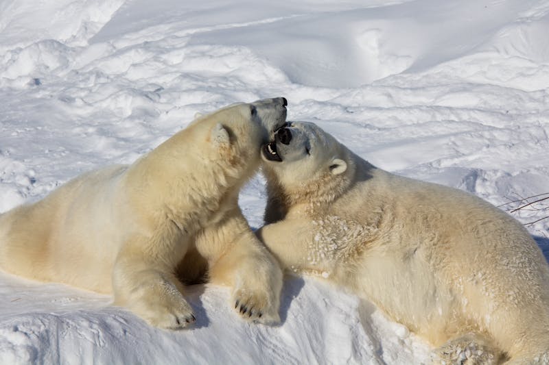 Eisbären im Ranua Wildpark in Finnisch-Lappland - ©Julien - stock.adobe.com
