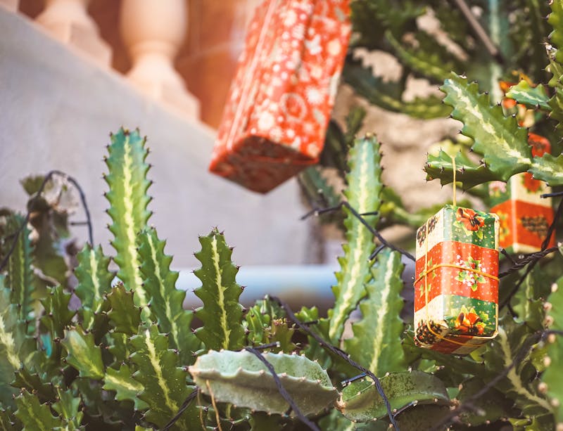 Weihnachten auf Cran Canaria - geschmückter Kaktus-Weihnachtsbaum - &copy;Zhanna - stock.adobe.com