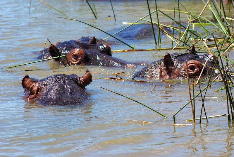 Flusspferde im St. Lucia Lake - &copy;Eberhardt TRAVEL