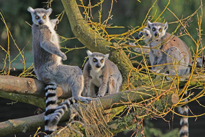 Katta-Gruppe in einem Baum - ©Martina Berg - stock.adobe.com