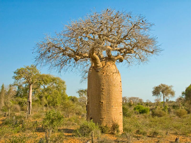 Flaschenförmiger Baobab-Baum - &copy;David Thyberg - stock.adobe.com