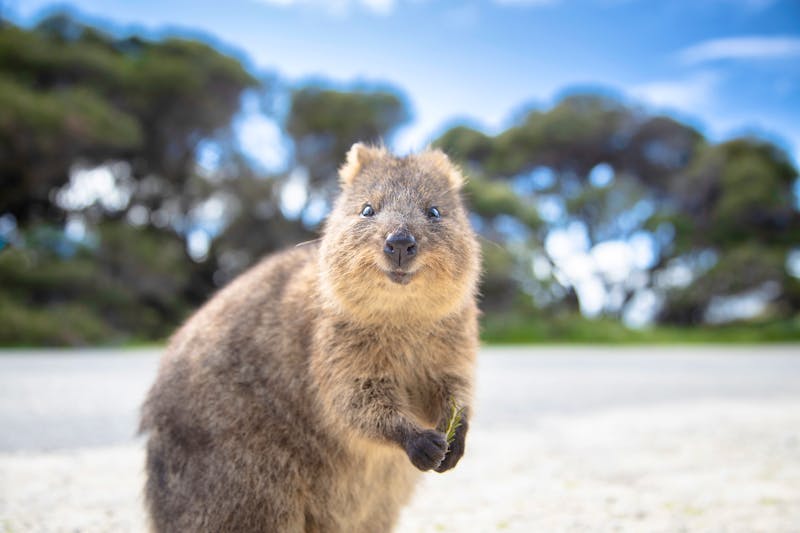 Quokka auf Rottnest Island - Westaustralien - ©Hideaki - stock.adobe.com