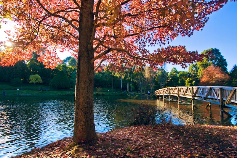 Emerald Lake Park Melbourne Australien - ©ting_149 - stock.adobe.com
